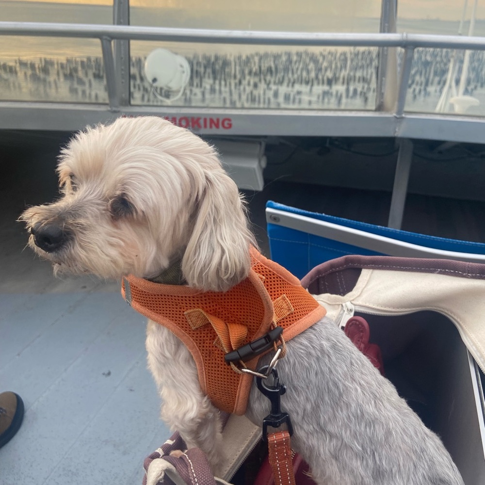 Meet your Posher, Allegra